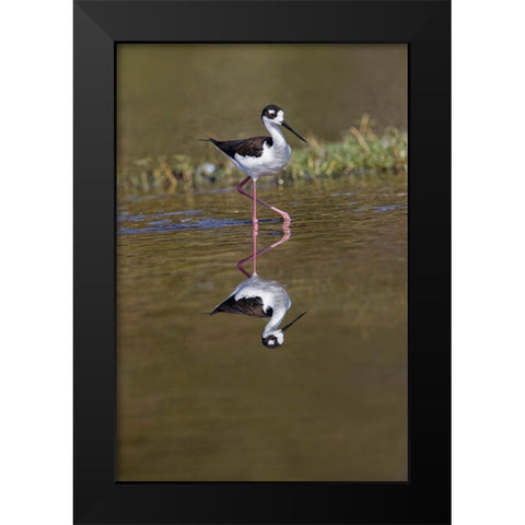 Black-necked stilt-Myakka River State Park-Florida Black Modern Wood Framed Art Print by Jones, Adam