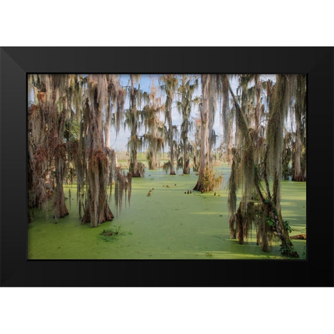 Cypress trees draped in Spanish moss-Circle B Ranch-Polk County-Florida Black Modern Wood Framed Art Print by Jones, Adam