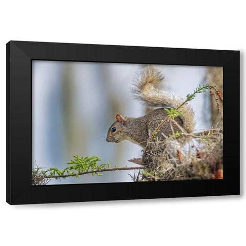Eastern gray squirrel-Circle B Ranch-Florida Black Modern Wood Framed Art Print with Double Matting by Jones, Adam