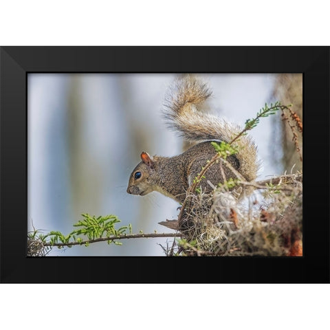 Eastern gray squirrel-Circle B Ranch-Florida Black Modern Wood Framed Art Print by Jones, Adam