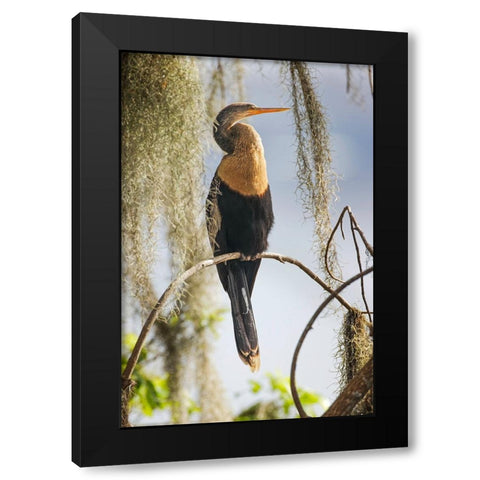 Female Anhinga Circle B Ranch-Florida Black Modern Wood Framed Art Print by Jones, Adam