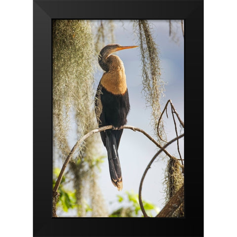 Female Anhinga Circle B Ranch-Florida Black Modern Wood Framed Art Print by Jones, Adam