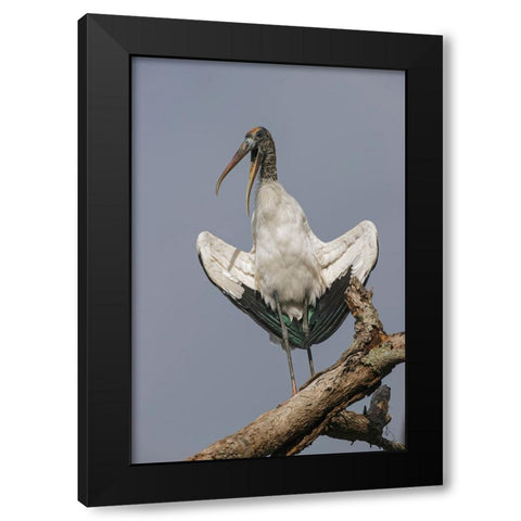 Wood stork-Circle B Ranch-Florida Black Modern Wood Framed Art Print with Double Matting by Jones, Adam