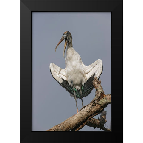 Wood stork-Circle B Ranch-Florida Black Modern Wood Framed Art Print by Jones, Adam