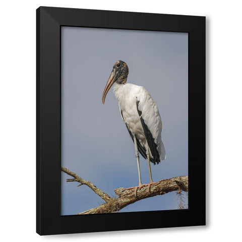Wood stork-Circle B Ranch-Florida Black Modern Wood Framed Art Print with Double Matting by Jones, Adam