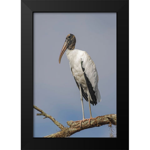 Wood stork-Circle B Ranch-Florida Black Modern Wood Framed Art Print by Jones, Adam