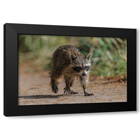 Raccoon walking-Circle B Ranch-Florida Black Modern Wood Framed Art Print with Double Matting by Jones, Adam
