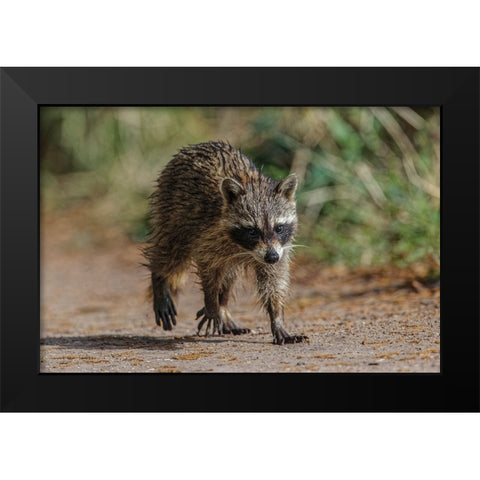 Raccoon walking-Circle B Ranch-Florida Black Modern Wood Framed Art Print by Jones, Adam