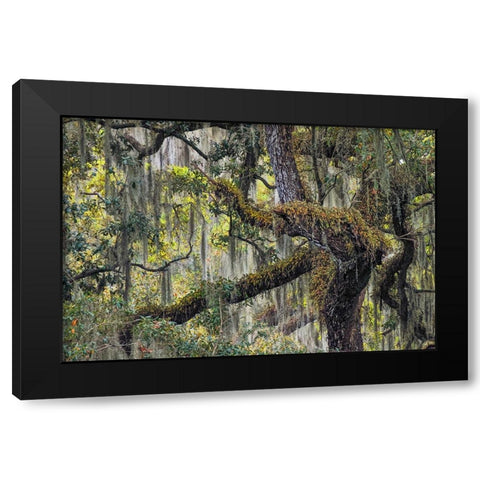 Live oak trees draped in Spanish moss-Polk County-Florida Black Modern Wood Framed Art Print with Double Matting by Jones, Adam