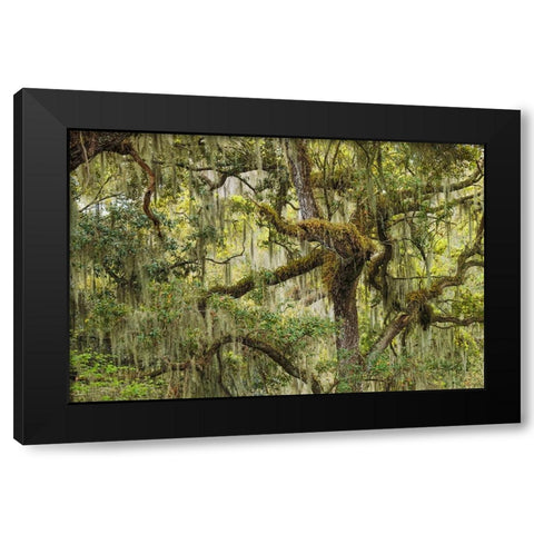 Live oak trees draped in Spanish moss-Polk County-Florida Black Modern Wood Framed Art Print by Jones, Adam