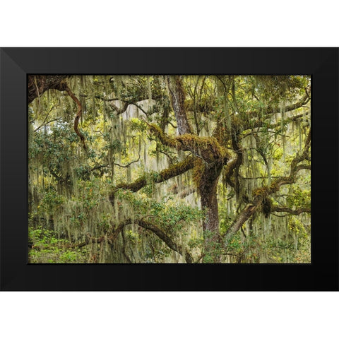 Live oak trees draped in Spanish moss-Polk County-Florida Black Modern Wood Framed Art Print by Jones, Adam