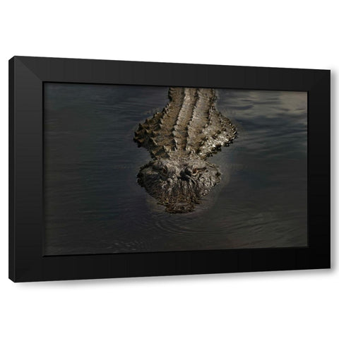 American alligator-Myakka River State Park-Florida Black Modern Wood Framed Art Print by Jones, Adam