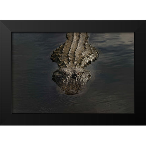 American alligator-Myakka River State Park-Florida Black Modern Wood Framed Art Print by Jones, Adam