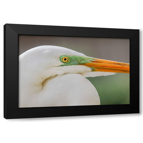 Great egret in breeding plumage-south Florida Black Modern Wood Framed Art Print by Jones, Adam