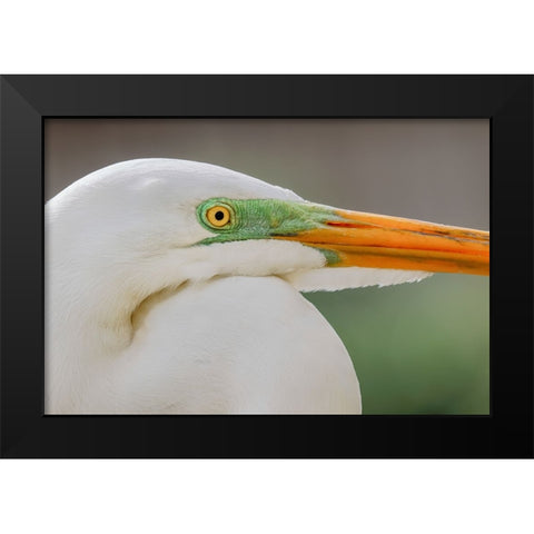 Great egret in breeding plumage-south Florida Black Modern Wood Framed Art Print by Jones, Adam
