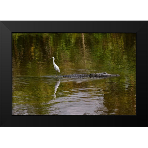 Snowy Egret riding on top of American alligator-Florida Black Modern Wood Framed Art Print by Jones, Adam