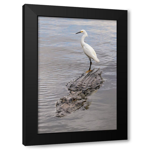 Snowy Egret riding on top of American alligator-Florida Black Modern Wood Framed Art Print by Jones, Adam