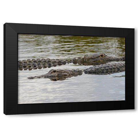 American alligators-Myakka River State Park-Florida Black Modern Wood Framed Art Print with Double Matting by Jones, Adam