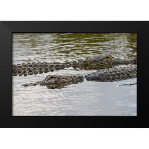 American alligators-Myakka River State Park-Florida Black Modern Wood Framed Art Print by Jones, Adam