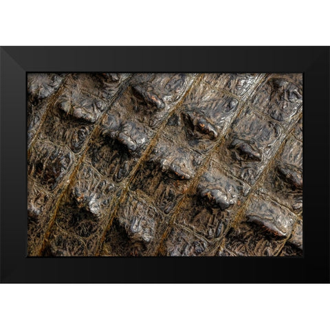 American alligator scale pattern close-up-Myakka River State Park-Florida Black Modern Wood Framed Art Print by Jones, Adam