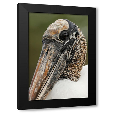 Wood stork-Circle B Ranch-Florida Black Modern Wood Framed Art Print with Double Matting by Jones, Adam