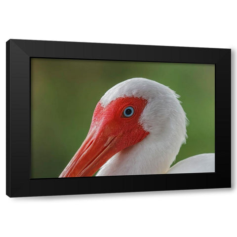 American white ibis Myakka River State Park-Florida Black Modern Wood Framed Art Print with Double Matting by Jones, Adam