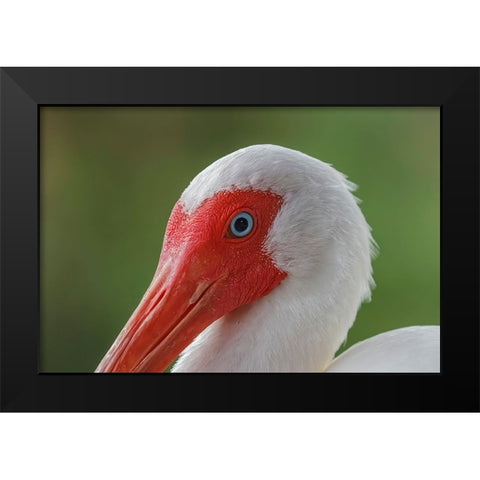 American white ibis Myakka River State Park-Florida Black Modern Wood Framed Art Print by Jones, Adam