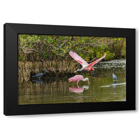 Roseate spoonbill flying-Merritt Island National Wildlife Refuge-Florida Black Modern Wood Framed Art Print with Double Matting by Jones, Adam