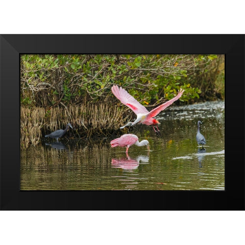 Roseate spoonbill flying-Merritt Island National Wildlife Refuge-Florida Black Modern Wood Framed Art Print by Jones, Adam