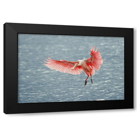 Roseate spoonbill landing-Merritt Island National Wildlife Refuge-Florida Black Modern Wood Framed Art Print by Jones, Adam
