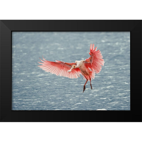 Roseate spoonbill landing-Merritt Island National Wildlife Refuge-Florida Black Modern Wood Framed Art Print by Jones, Adam