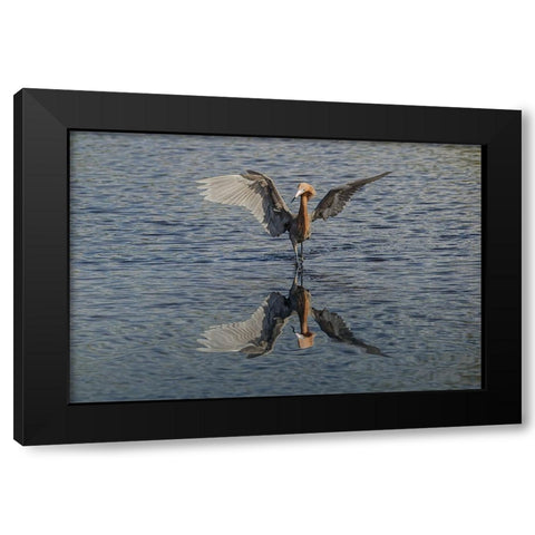 Reddish egret fishing-Merritt Island National Wildlife Refuge-Florida Black Modern Wood Framed Art Print with Double Matting by Jones, Adam