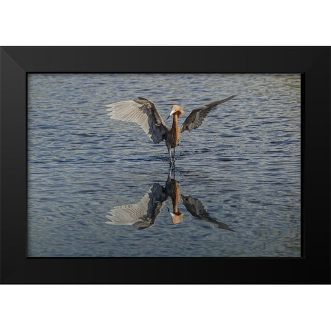 Reddish egret fishing-Merritt Island National Wildlife Refuge-Florida Black Modern Wood Framed Art Print by Jones, Adam