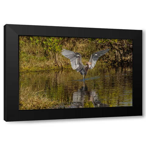 Reddish egret fishing-Merritt Island National Wildlife Refuge-Florida Black Modern Wood Framed Art Print by Jones, Adam