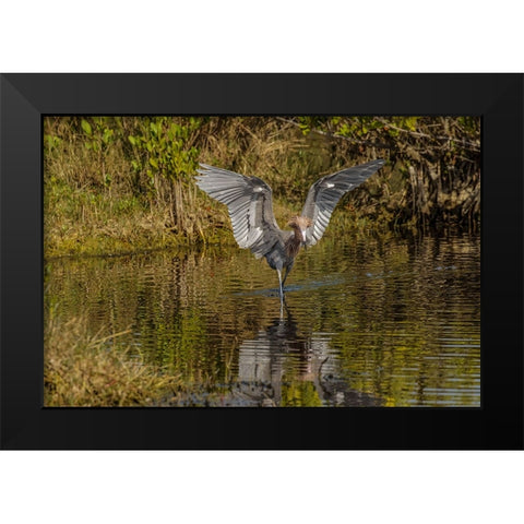 Reddish egret fishing-Merritt Island National Wildlife Refuge-Florida Black Modern Wood Framed Art Print by Jones, Adam