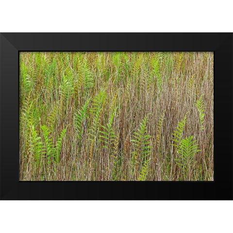 Ferns and grass pattern-Merritt Island National Wildlife Refuge-Florida Black Modern Wood Framed Art Print by Jones, Adam