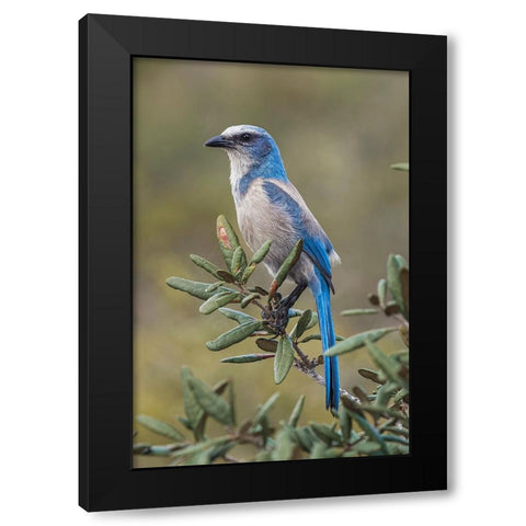 Florida scrub jay-Merritt Island National Wildlife Refuge-Florida Black Modern Wood Framed Art Print by Jones, Adam