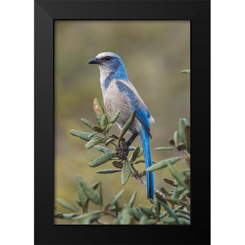 Florida scrub jay-Merritt Island National Wildlife Refuge-Florida Black Modern Wood Framed Art Print by Jones, Adam