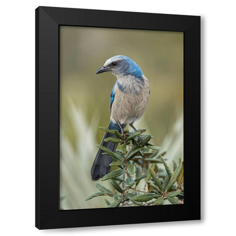 Florida scrub jay-Merritt Island National Wildlife Refuge-Florida Black Modern Wood Framed Art Print by Jones, Adam