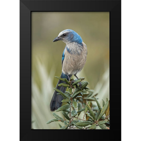 Florida scrub jay-Merritt Island National Wildlife Refuge-Florida Black Modern Wood Framed Art Print by Jones, Adam