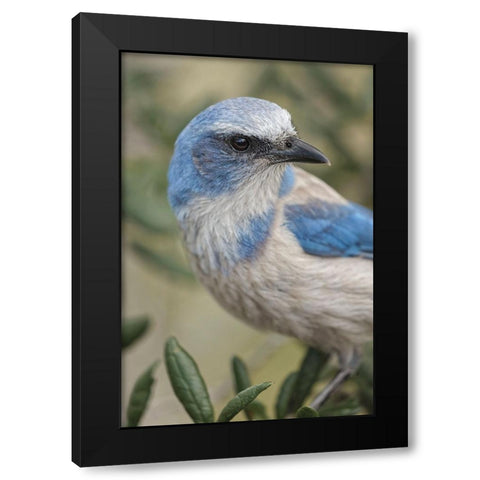 Florida scrub jay-Merritt Island National Wildlife Refuge-Florida Black Modern Wood Framed Art Print by Jones, Adam