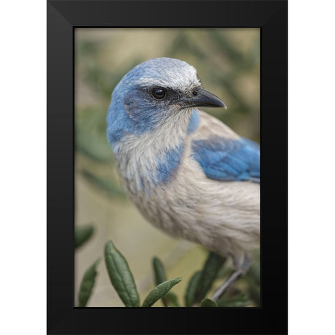 Florida scrub jay-Merritt Island National Wildlife Refuge-Florida Black Modern Wood Framed Art Print by Jones, Adam