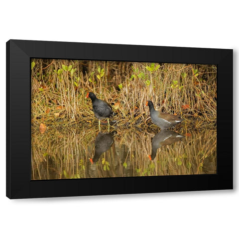 Pair of Moorhens-Merritt Island National Wildlife Refuge-Florida Black Modern Wood Framed Art Print by Jones, Adam