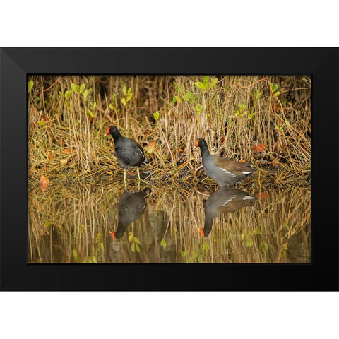 Pair of Moorhens-Merritt Island National Wildlife Refuge-Florida Black Modern Wood Framed Art Print by Jones, Adam