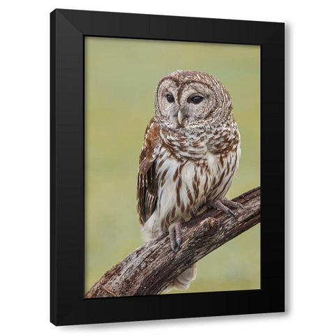 Barred owl-Strix varia-Florida Black Modern Wood Framed Art Print with Double Matting by Jones, Adam
