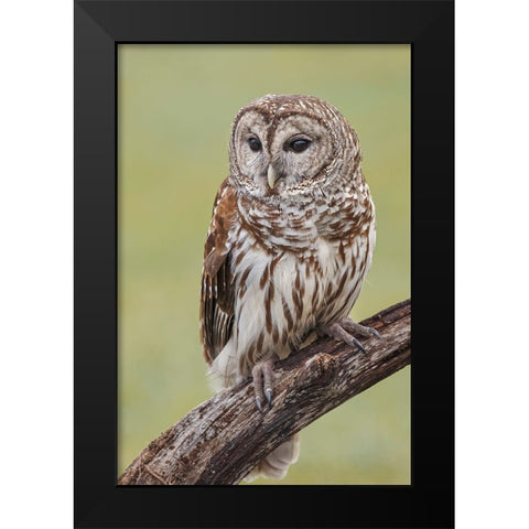Barred owl-Strix varia-Florida Black Modern Wood Framed Art Print by Jones, Adam