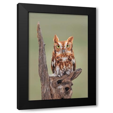 Eastern screech owl-Florida Black Modern Wood Framed Art Print with Double Matting by Jones, Adam