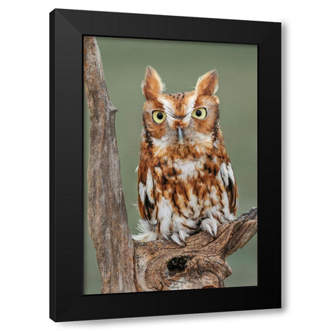 Eastern screech owl-Florida Black Modern Wood Framed Art Print with Double Matting by Jones, Adam