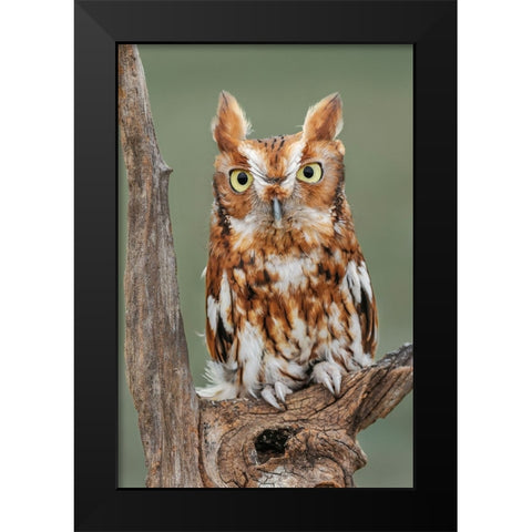 Eastern screech owl-Florida Black Modern Wood Framed Art Print by Jones, Adam