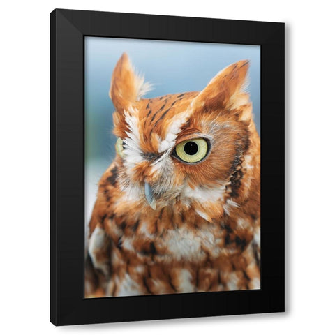 Eastern screech owl-Florida Black Modern Wood Framed Art Print with Double Matting by Jones, Adam